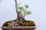 jacky-pin-blanc-du-japon-triple-tronc-ref-pin-28