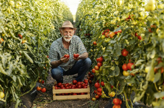 portrait-smiling-senior-farmer-crouching-isles-plantation-showing-ripe-tomatoes.jpeg