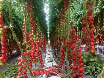 pomodori appesoi.jpeg