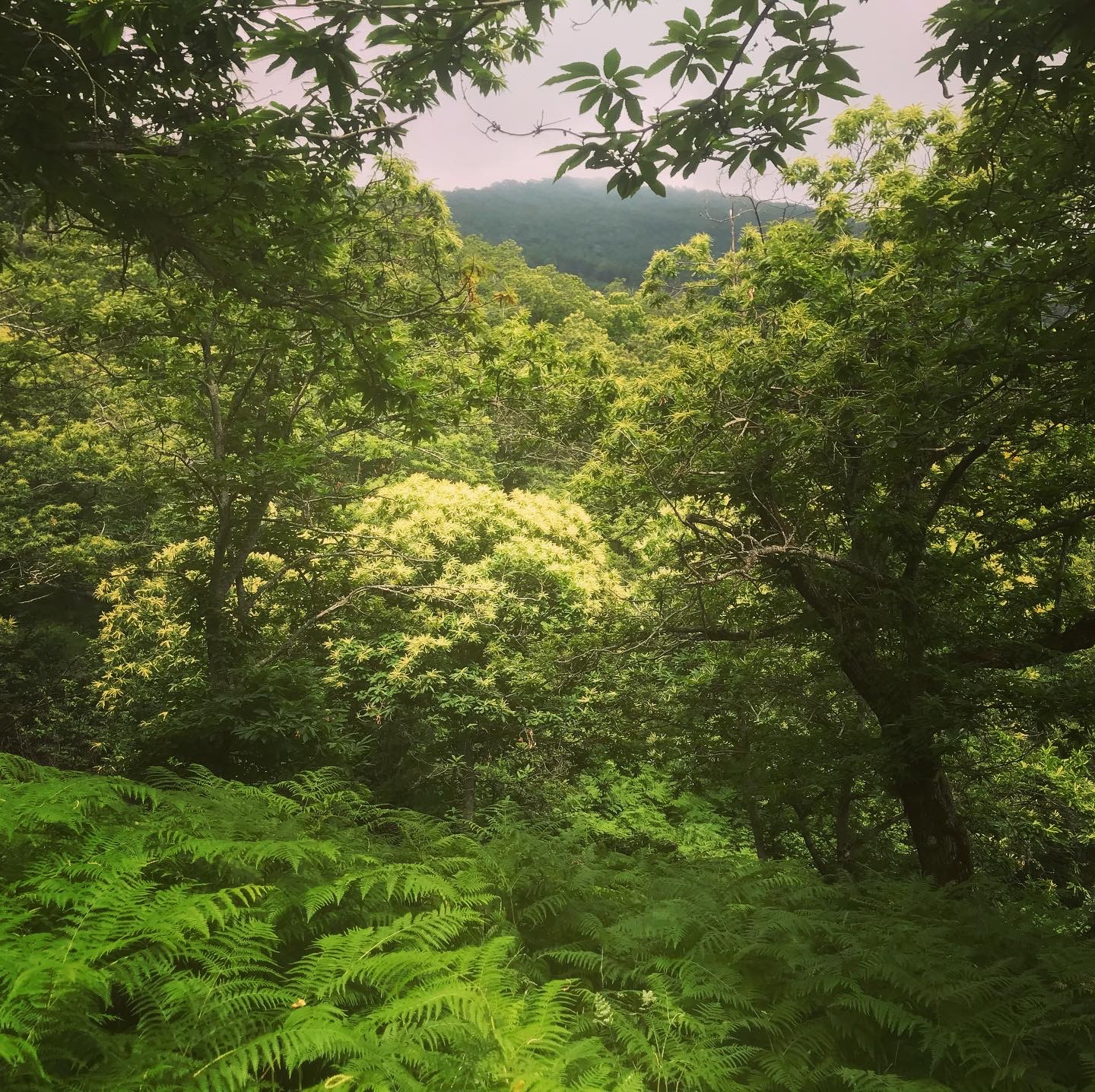 Giugno è il momento della fioritura, quando i castagni fanno l'amore