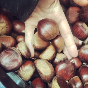 castagne-di-acerno-grandi-biologiche-in-rete-di-pvc