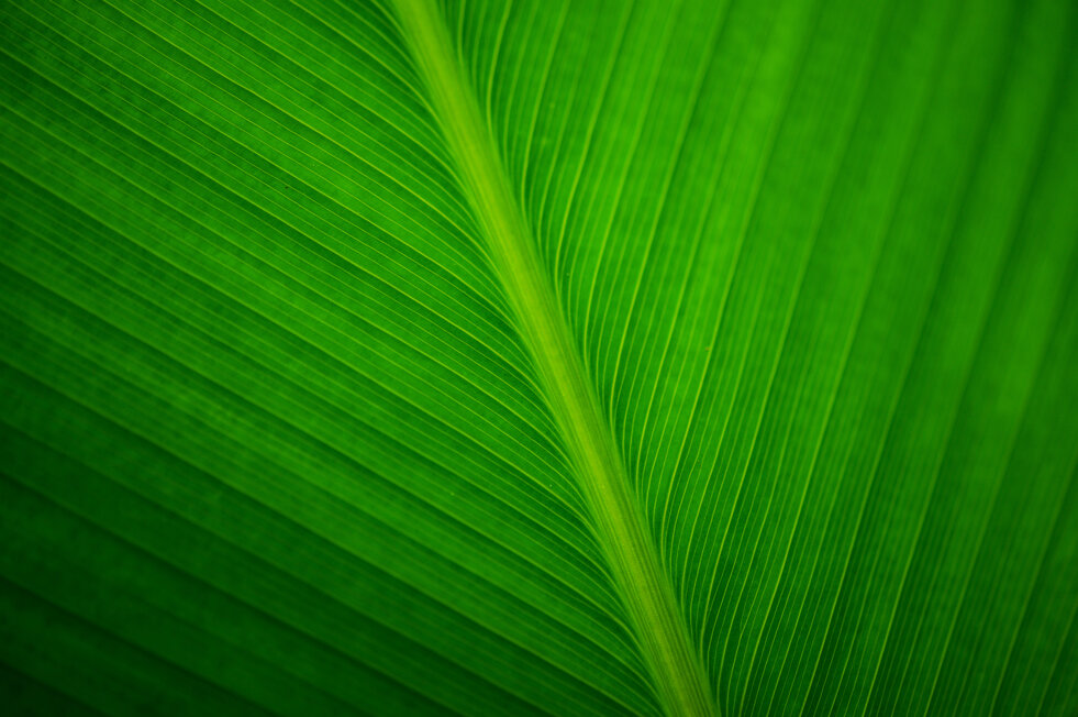 close-up-leave-banana-plant.jpeg close-up-leave-banana-plant.jpeg
