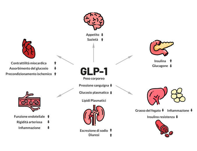 Tavazin, integratore alimentare con GLP-1