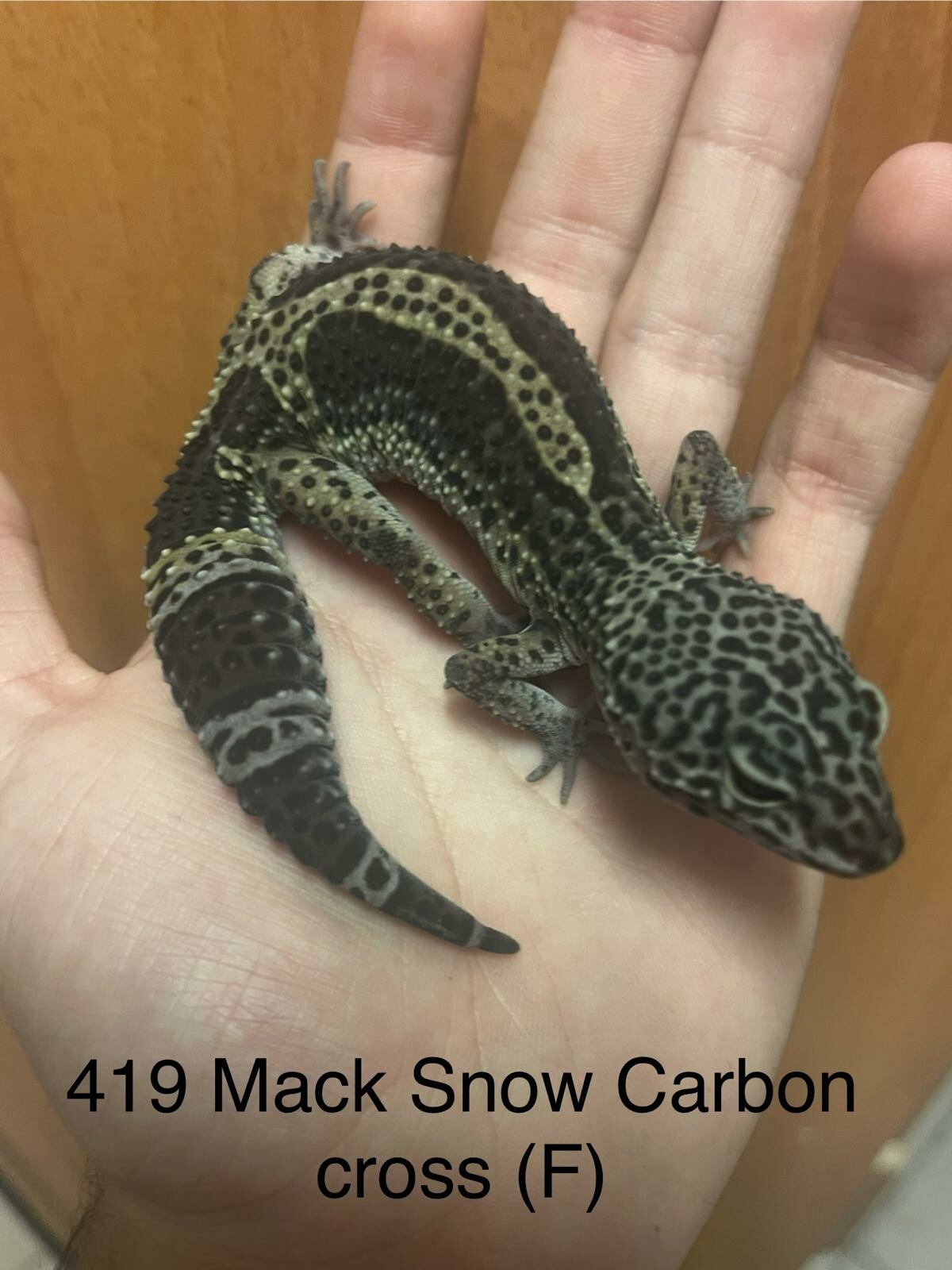 Copy of Copy of Copy of Copy of Copy of Tremper G&T 66% Het Eclipse