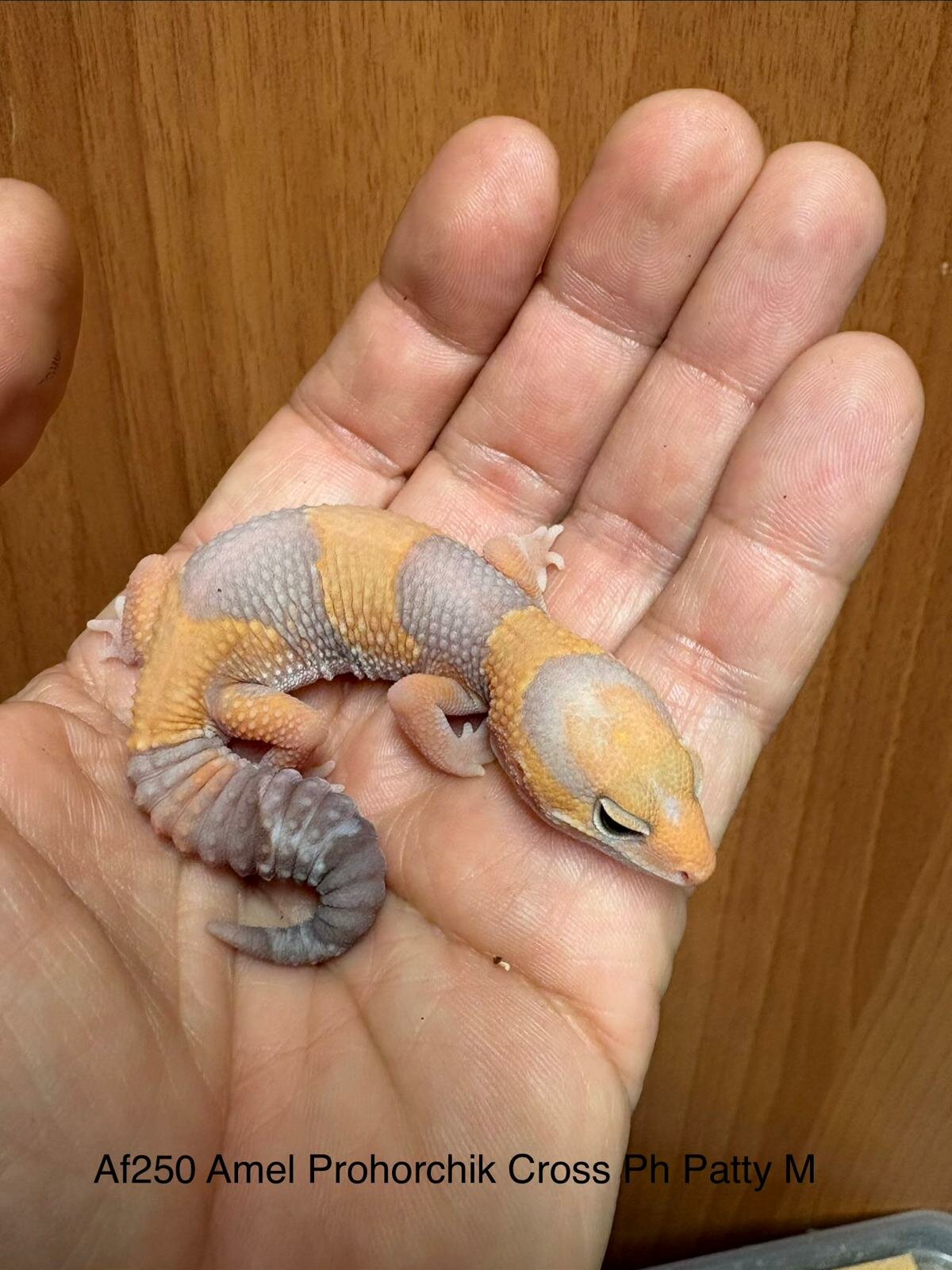 Copy of Copy of Copy of Copy of Copy of Copy of Copy of Copy of Without het Amel Ph Patterless