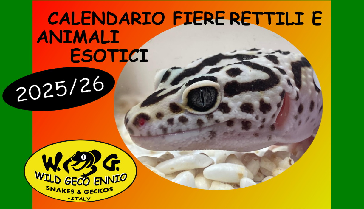 Copy of WILD GECO - Saremo presenti come espositori alla VERONA REPTILES il 12 Maggio 2024