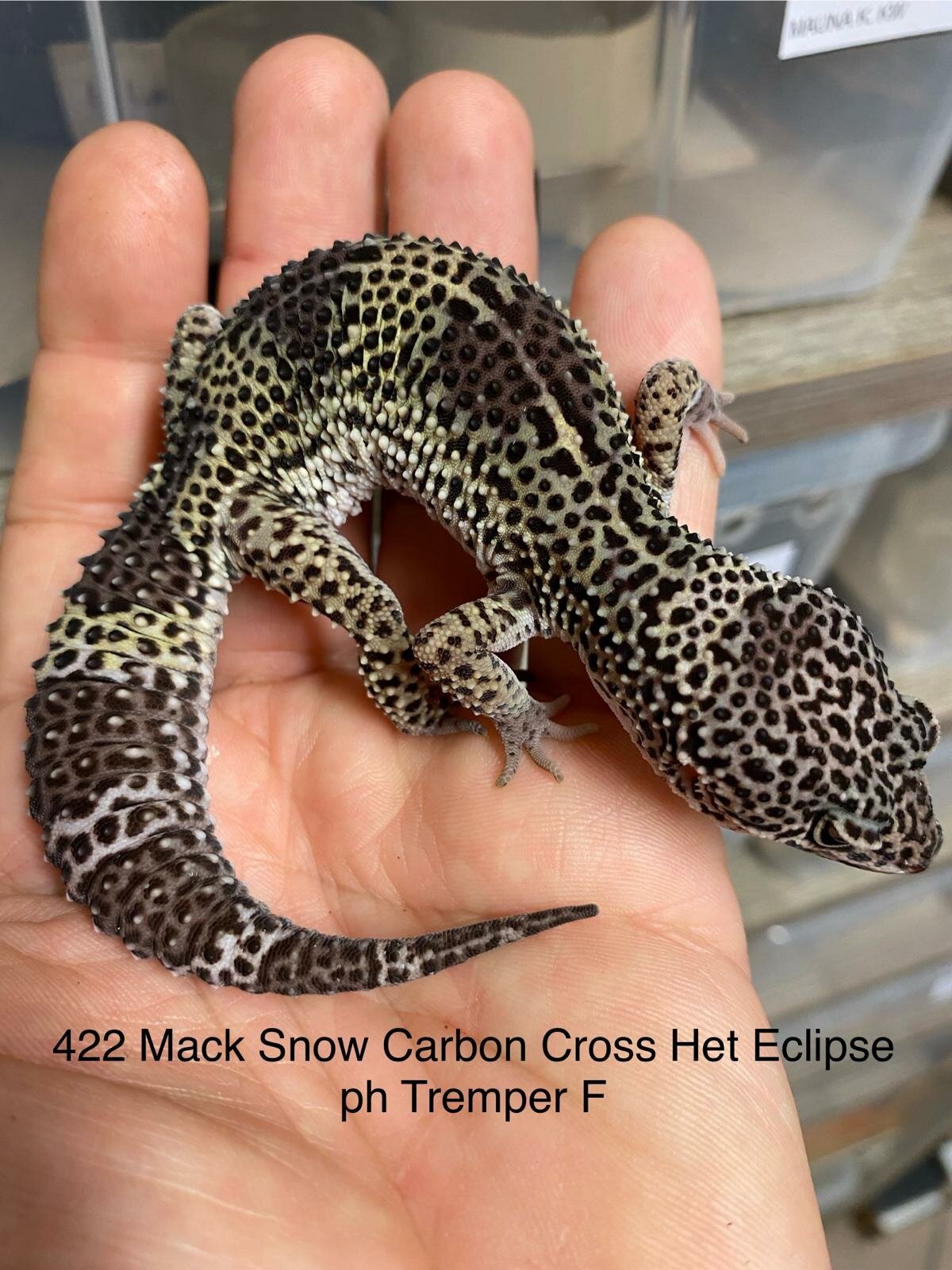 Copy of Copy of Copy of Copy of Copy of Tremper G&T 66% Het Eclipse