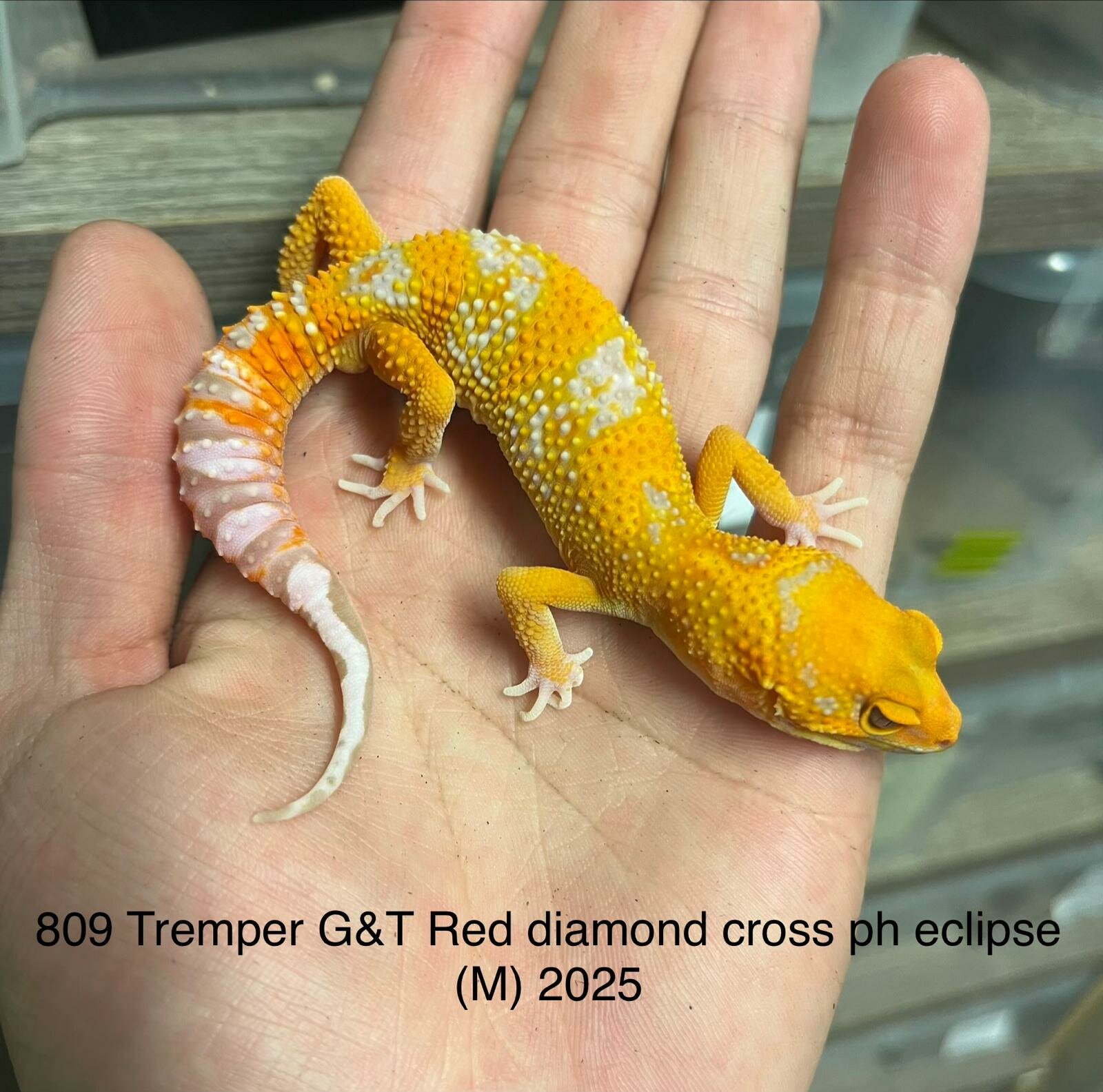 Copy of Copy of Copy of Copy of Copy of Tremper G&T 66% Het Eclipse