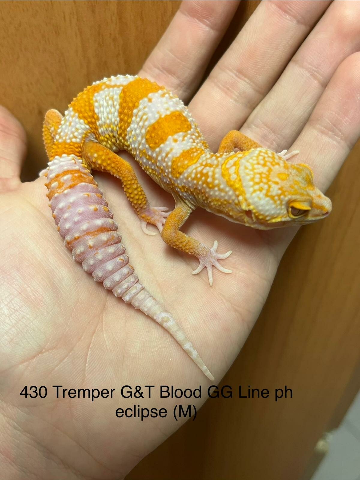 Copy of Copy of Copy of Copy of Copy of Tremper G&T 66% Het Eclipse