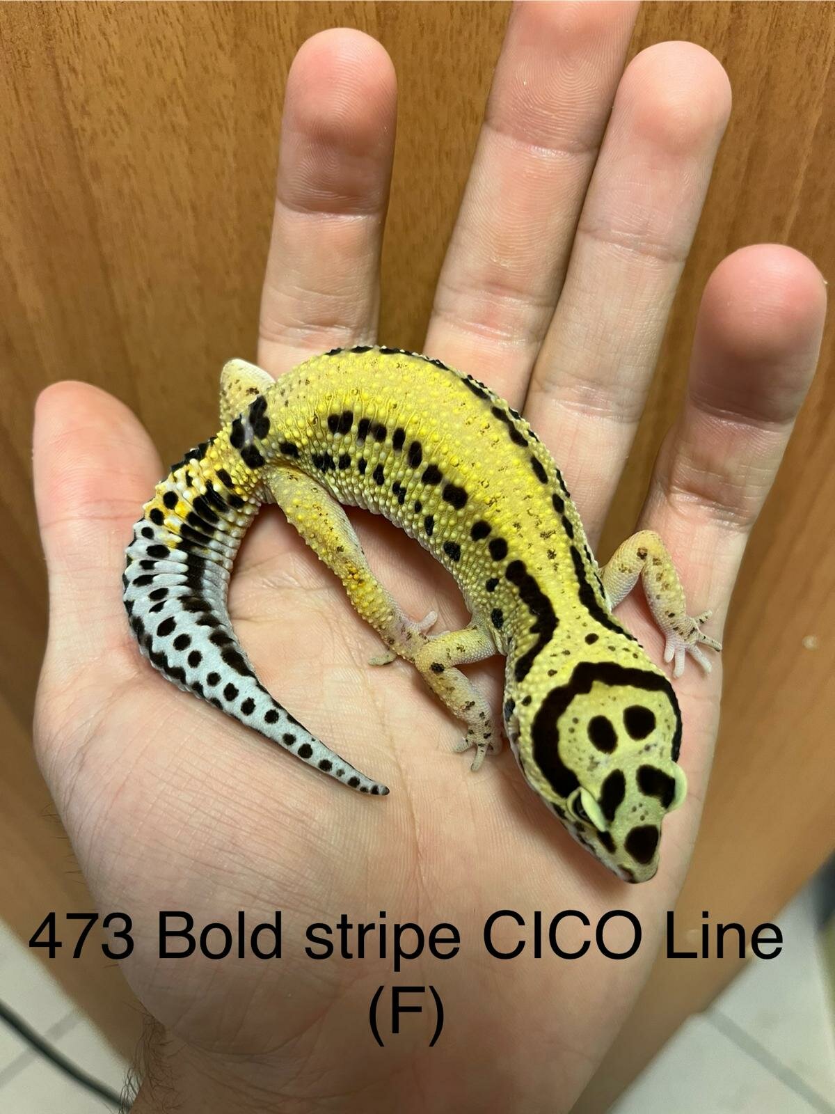 Copy of Copy of Copy of Copy of Copy of Tremper G&T 66% Het Eclipse