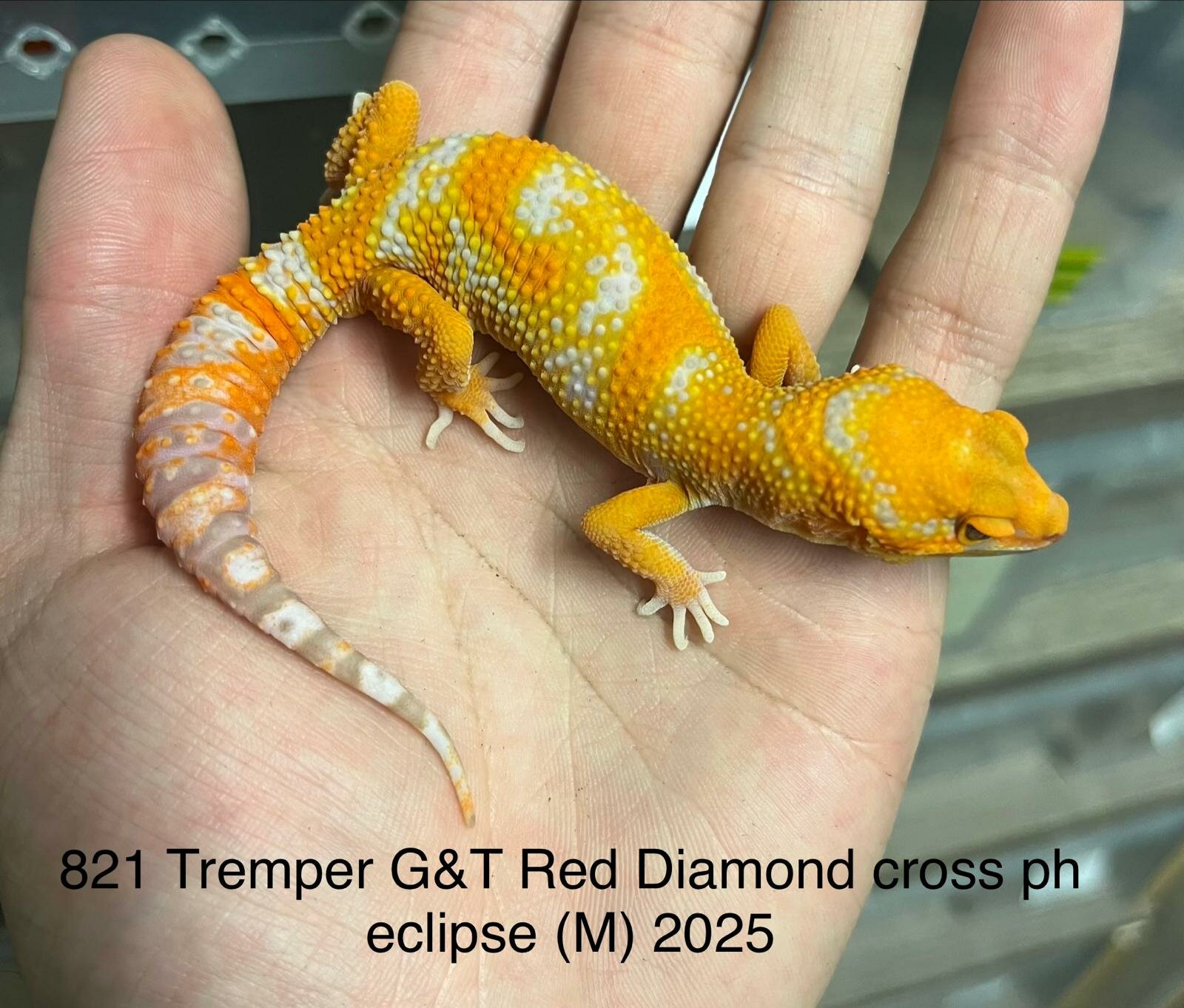 Copy of Copy of Copy of Copy of Copy of Tremper G&T 66% Het Eclipse