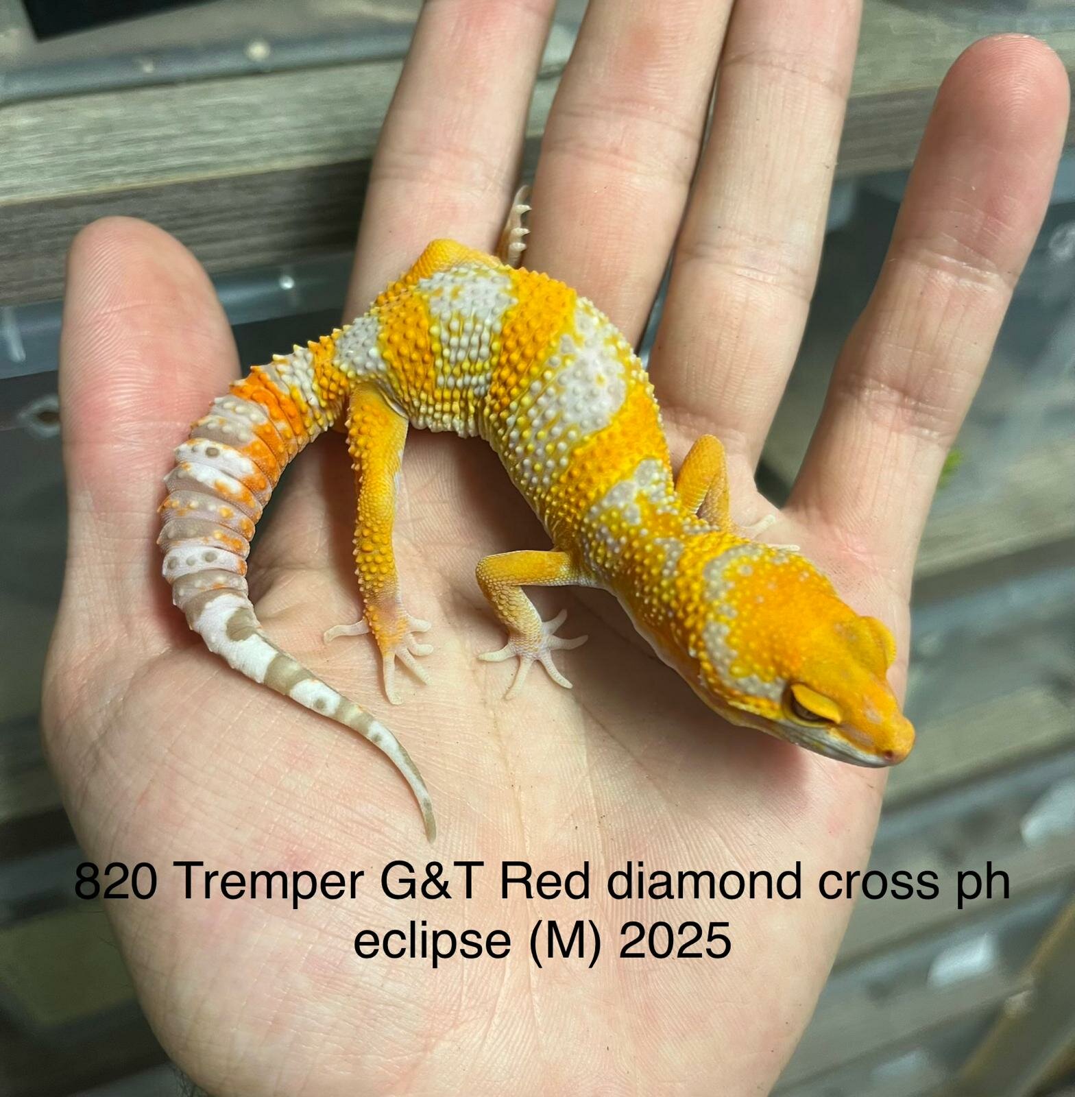 Copy of Copy of Copy of Copy of Copy of Tremper G&T 66% Het Eclipse