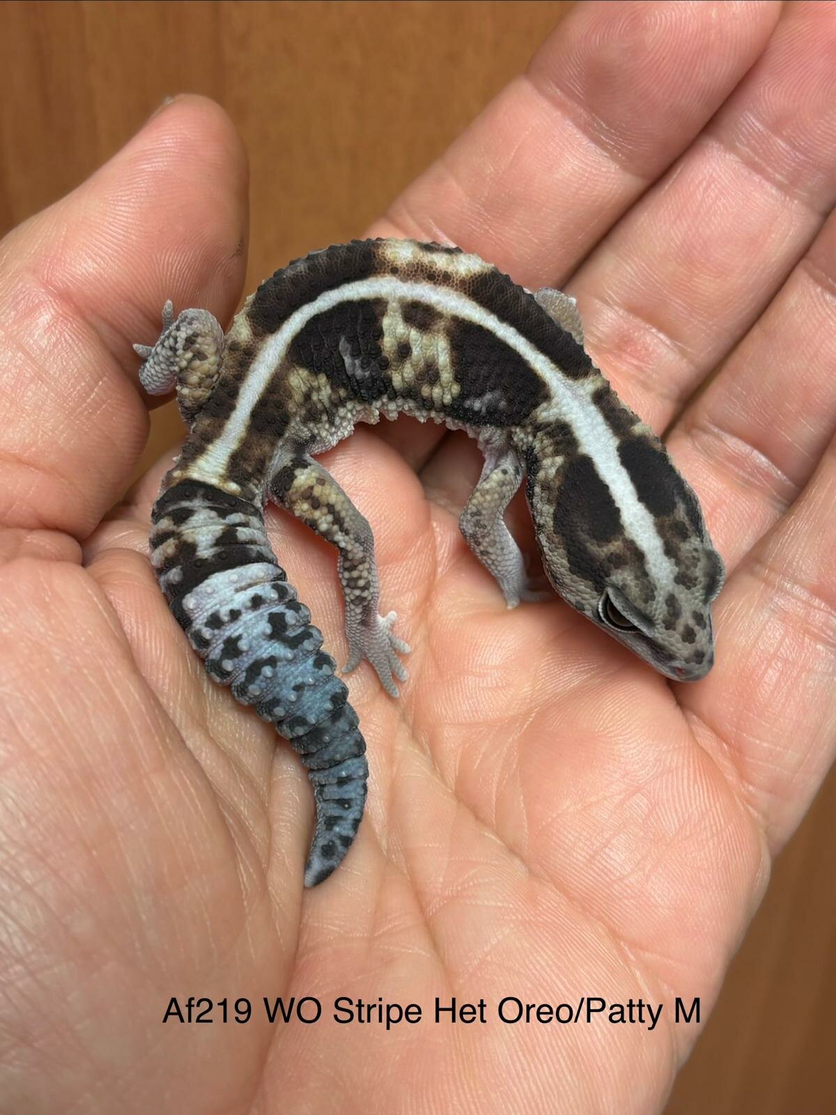 Copy of Copy of Copy of Copy of Copy of Copy of Copy of Copy of Without het Amel Ph Patterless