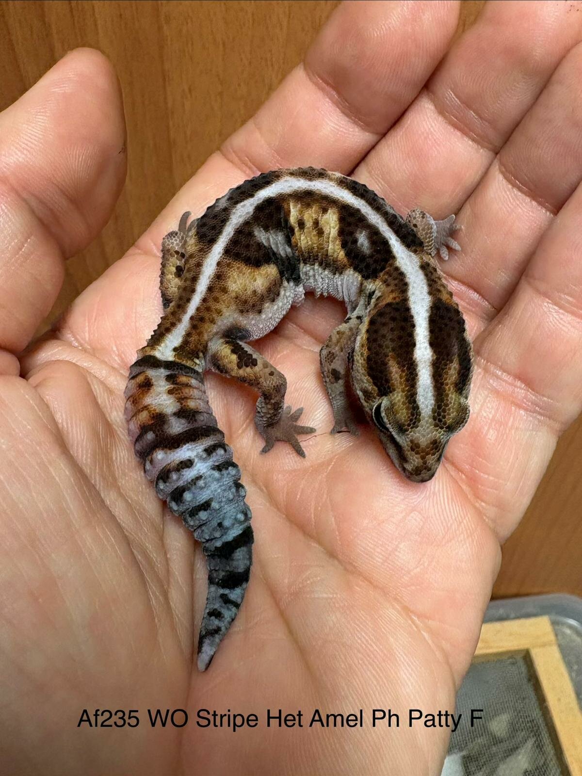 Copy of Copy of Copy of Copy of Copy of Copy of Copy of Copy of Without het Amel Ph Patterless