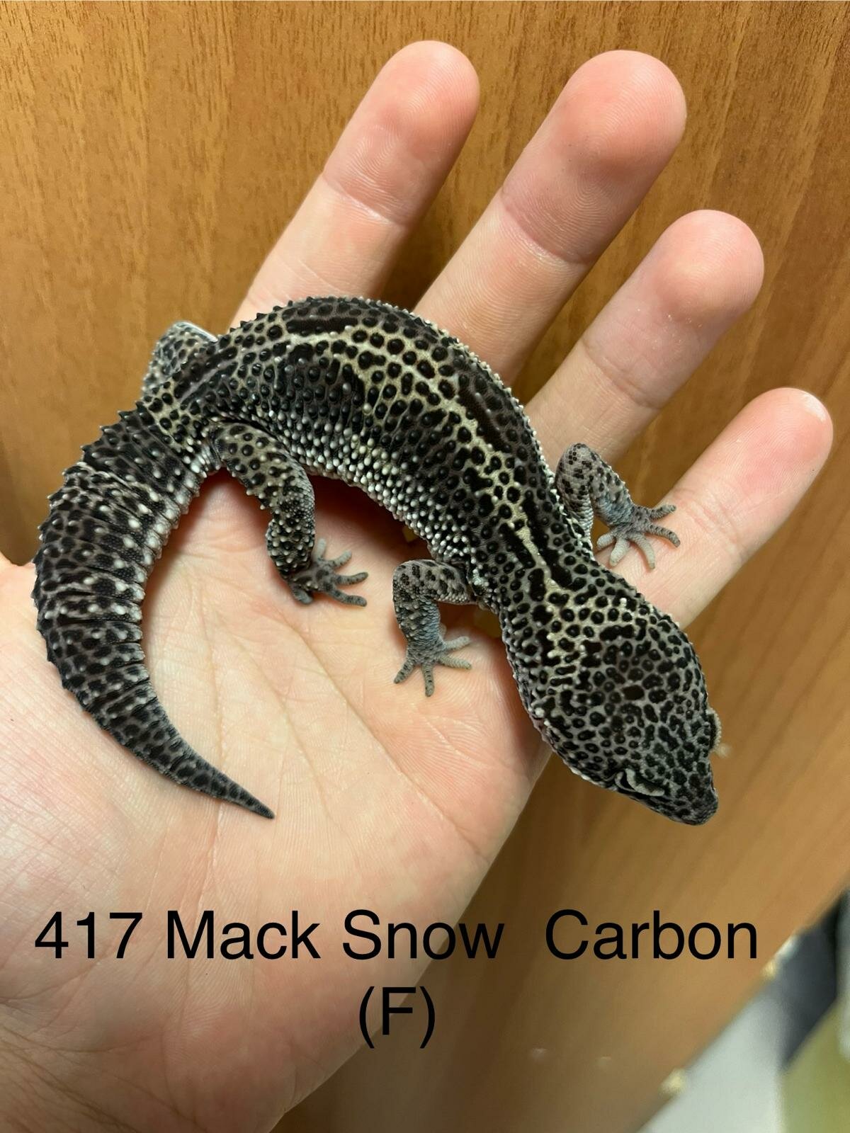 Copy of Copy of Copy of Copy of Copy of Tremper G&T 66% Het Eclipse