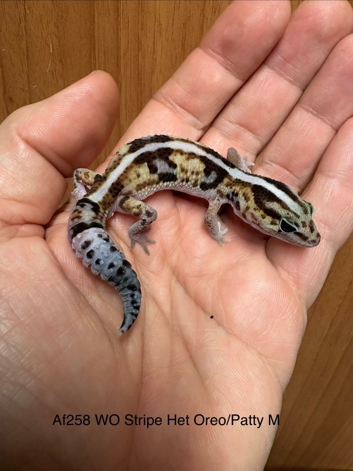 Copy of Copy of Copy of Copy of Copy of Copy of Copy of Copy of Without het Amel Ph Patterless