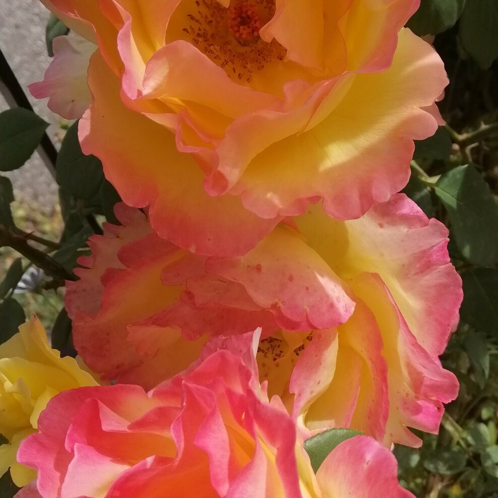 img_20200501_152826 (1).jpeg