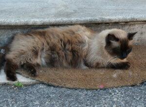 grande%20moschea%20(1)_ridimensionare.jpeg grande%20moschea%20(1)_ridimensionare.jpeg