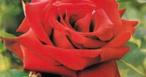 cover_new_06_pagina_10.jpeg cover_new_06_pagina_10.jpeg