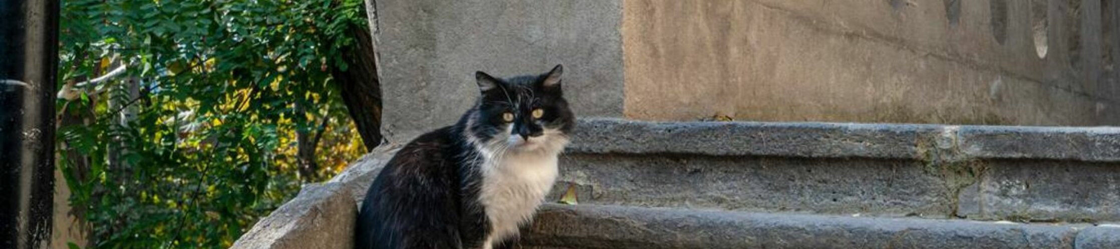 abbandono animali.jpeg