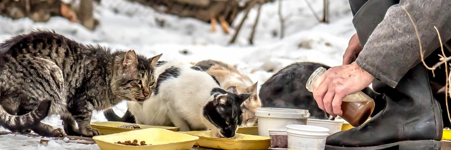 __banner 1800 x 500.jpeg