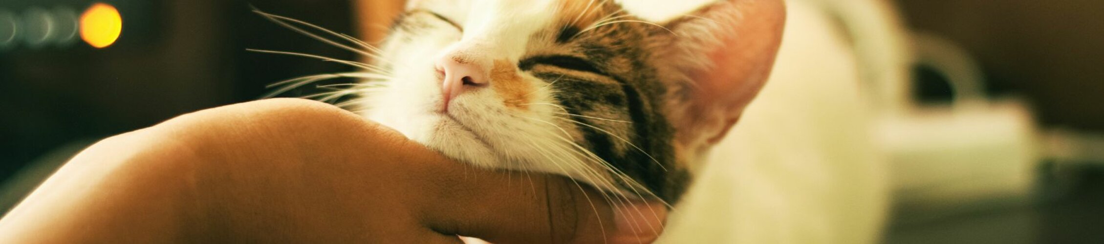 animals web (4).jpeg