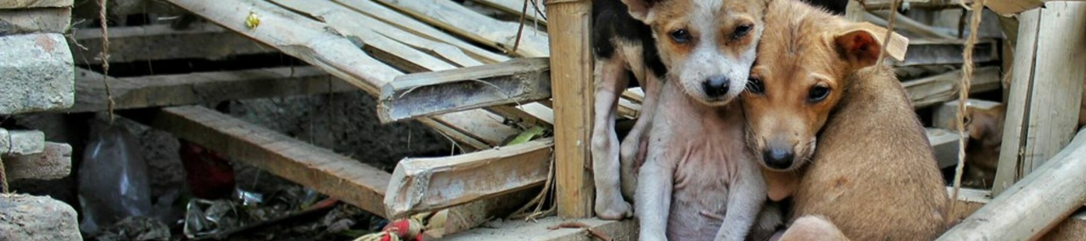 cani randagi.jpeg cani randagi.jpeg