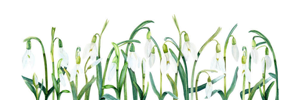 bordo-senza-cuciture-dei-bucaneve-illustrazione-dell-acquerello-isolata-su-bianco3