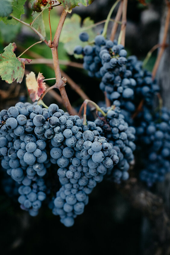 justinegrajskiphotography_palazzoprevitera-4880.jpeg justinegrajskiphotography_palazzoprevitera-4880.jpeg