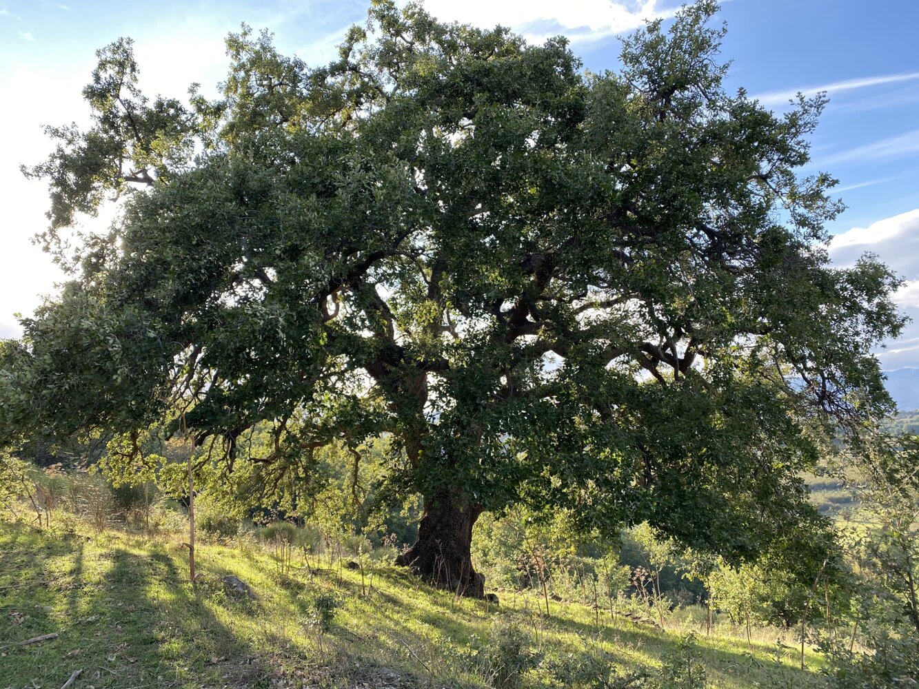 Palazzo Previtera - Living Museum and Luxury Bed and Breakfast - Museo Vivente - Soggiorno in Sicilia Museo Vivente - Linguaglossa CT