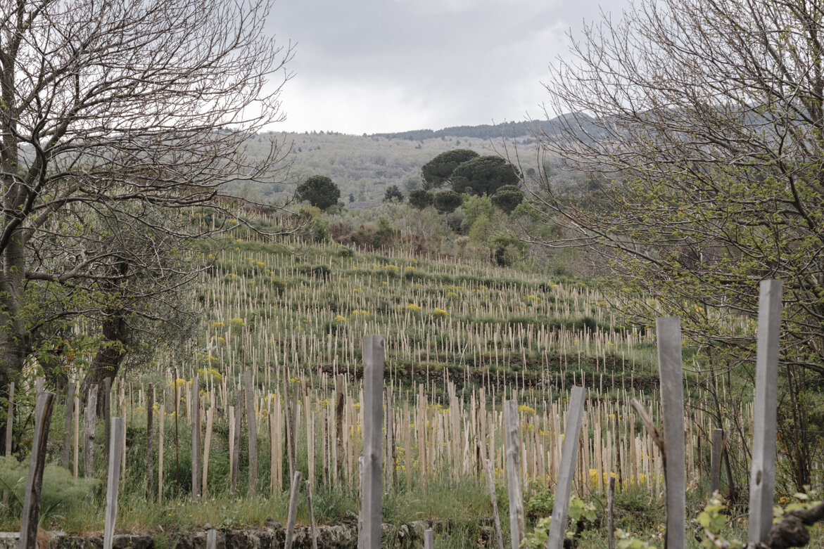 _ffl3698.jpeg _ffl3698.jpeg