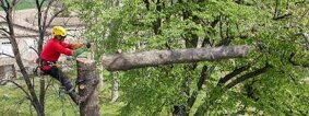 tree climbing.jpeg