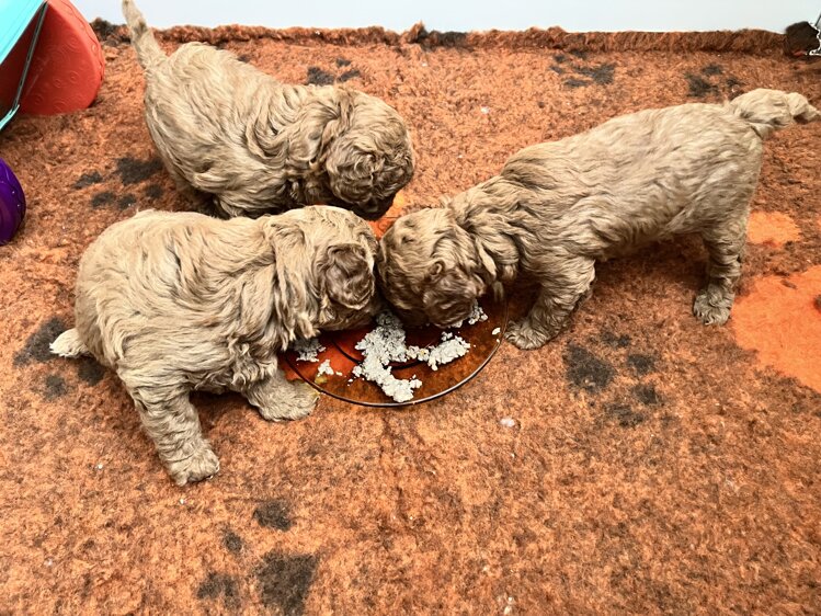 barboncino addestramento cuccioli mini toy toy nano barbone enci affisso allevamento catania sicilia etna poodles phantom balance board reico alimentazione cani cuccioli puppies poodle poodles puppy clip toelettatura special one yuup barboncino addestramento cuccioli mini toy toy nano barbone enci affisso allevamento catania sicilia etna poodles phantom balance board reico alimentazione cani cuccioli puppies poodle poodles puppy clip toelettatura special one yuup