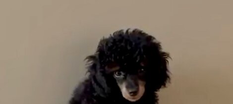 barboncino phantom nero focato black and tan