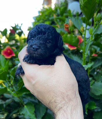 img_9344.jpeg img_9344.jpeg