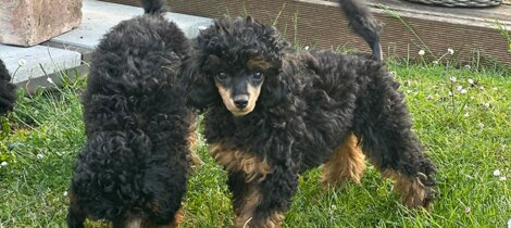 barboncino phantom nero focato black and tan