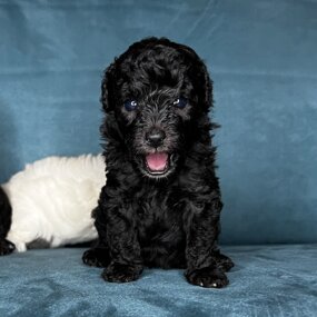 barboncino sicilia barboncini mini toy barboncini toy cuccioli etna poodles allevamento barboncini catania barboncino silver grigio argento