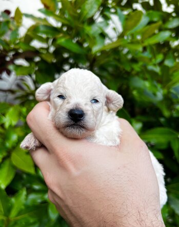 img_9090.jpeg img_9090.jpeg