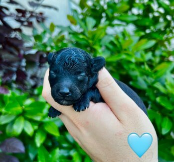 img_8981.jpeg img_8981.jpeg