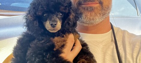 barboncino phantom nero focato black and tan