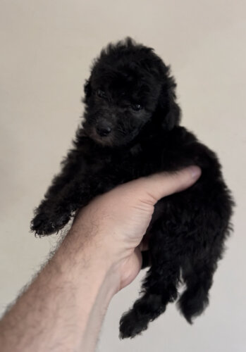 img_9584.jpeg img_9584.jpeg