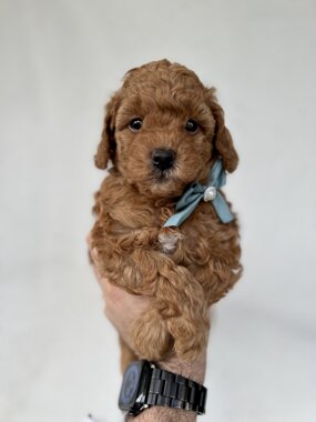 barboncino sicilia barboncini mini toy barboncini toy cuccioli etna poodles allevamento barboncini catania