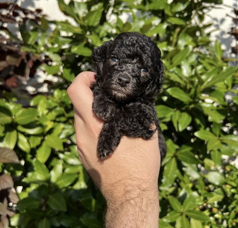 img_8977.jpeg img_8977.jpeg