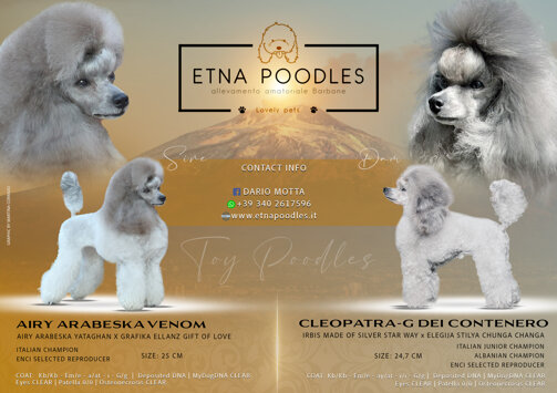 locandina accoppiamento barboncino silver locandina accoppiamento barboncino silver