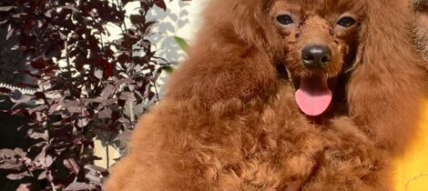 eyJpdCI6IkJhcmJvbmUgdG95IHJlZCBpbiBwb3NhIn0= eyJpdCI6IkJhcmJvbmUgdG95IHJlZCBpbiBwb3NhIn0=