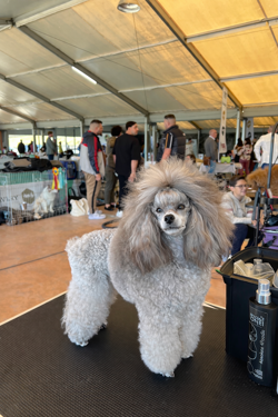 barboncina toy silver