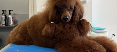 eyJpdCI6ImJhcmJvbmNpbm8gZnVsdm8gaW50ZW5zbyBpbiB0b2VsZXR0YXR1cmEifQ== eyJpdCI6ImJhcmJvbmNpbm8gZnVsdm8gaW50ZW5zbyBpbiB0b2VsZXR0YXR1cmEifQ==