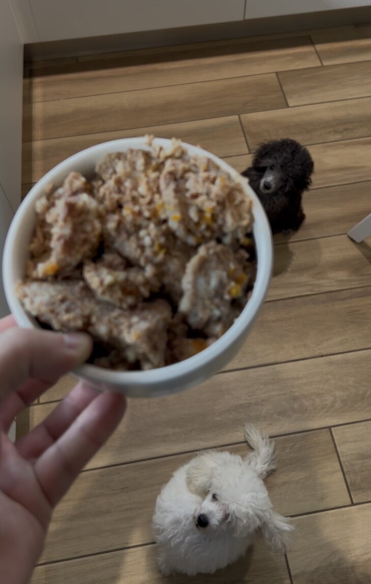 eyJpdCI6ImNpb3RvbGEgY29uIGNpYm8gdW1pZG8gZGkgcXVhbGl04CBlIGN1Y2Npb2xpIGRpIGJhcmJvbmNpbm8gc2lsdmVyIGNoZSBhdHRlbmRvbm8gY29uIGltcGF6aWVuemEifQ== eyJpdCI6ImNpb3RvbGEgY29uIGNpYm8gdW1pZG8gZGkgcXVhbGl04CBlIGN1Y2Npb2xpIGRpIGJhcmJvbmNpbm8gc2lsdmVyIGNoZSBhdHRlbmRvbm8gY29uIGltcGF6aWVuemEifQ==