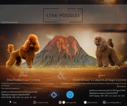 locandina accoppiamento barboncino toy fulvo