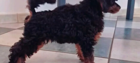 barboncino phantom nero focato black and tan